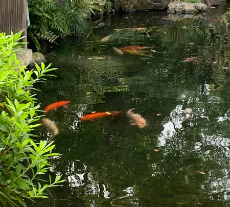 靖國神社の写真・動画_image_811179