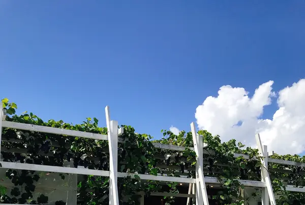 ロリアンワイン白百合醸造の写真・動画_image_811325