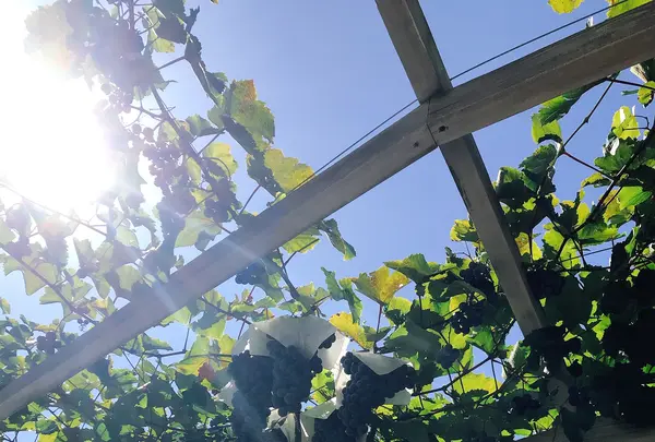 ロリアンワイン白百合醸造の写真・動画_image_811326