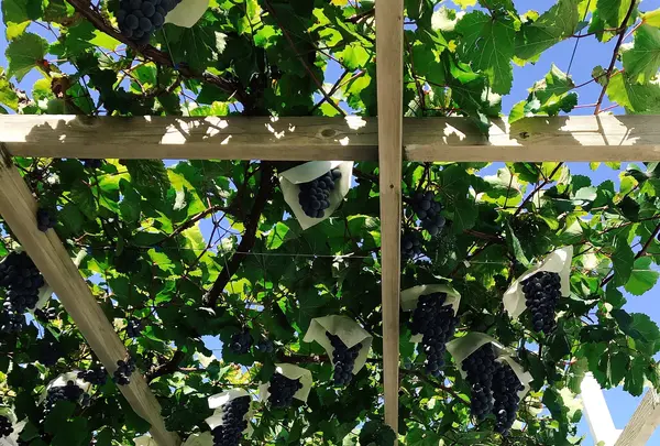 ロリアンワイン白百合醸造の写真・動画_image_811327