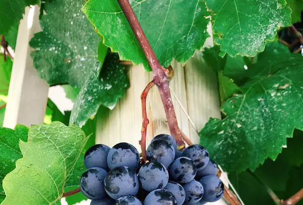 ロリアンワイン白百合醸造の写真・動画_image_811328