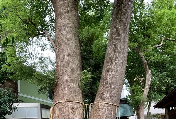 鳩ケ谷氷川神社の写真・動画_image_811950