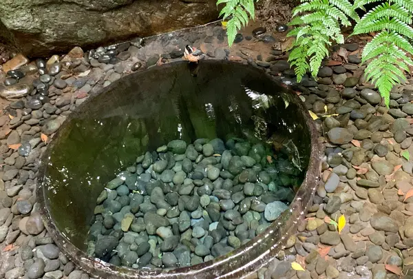 明治神宮の写真・動画_image_816146