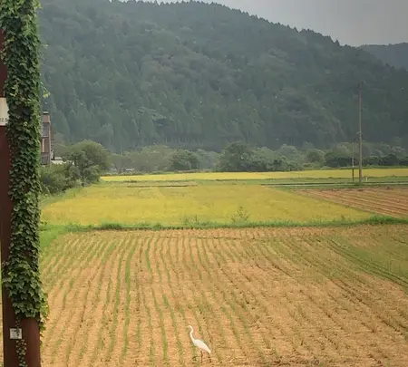余呉駅の写真・動画_image_818271