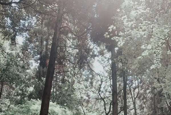 天拝山歴史自然公園の写真・動画_image_820039