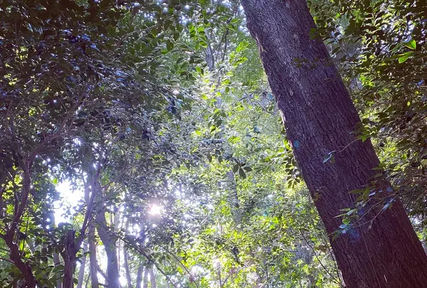 石清水八幡宮の写真・動画_image_830682