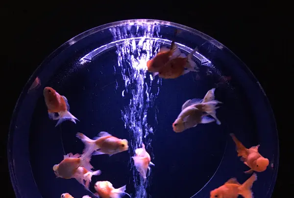 【閉業】アートアクアリウムの写真・動画_image_833692