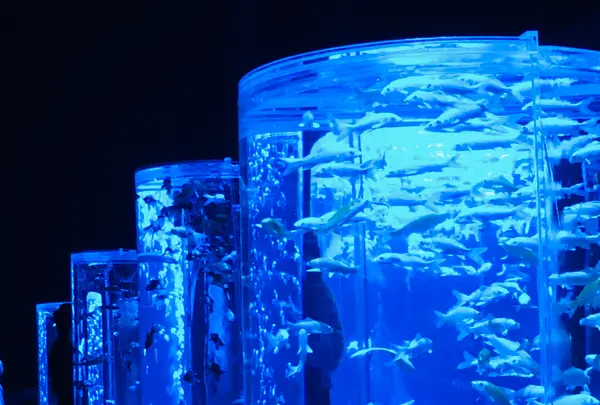 【閉業】アートアクアリウムの写真・動画_image_833697