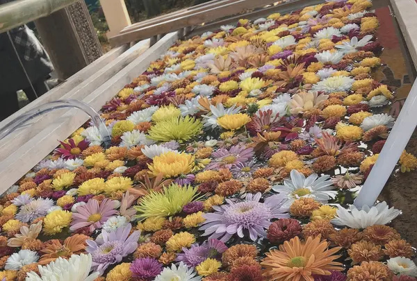 笠間稲荷神社の写真・動画_image_837816