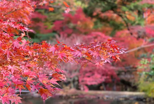 曽木公園の写真・動画_image_838373