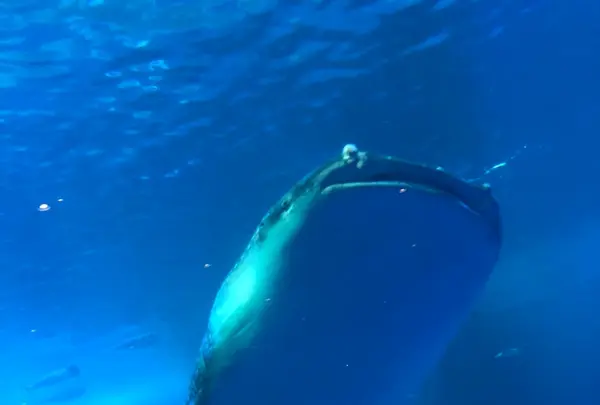 沖縄美ら海水族館の写真・動画_image_844122