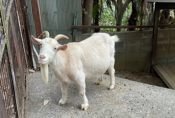 池田動物園の写真・動画_image_854660