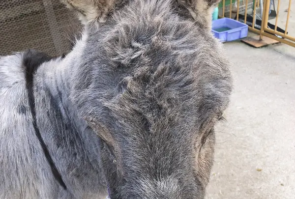 池田動物園の写真・動画_image_854661