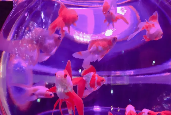 アートアクアリウム美術館の写真・動画_image_856888