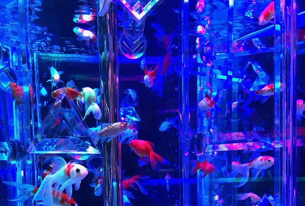 アートアクアリウム美術館の写真・動画_image_856890