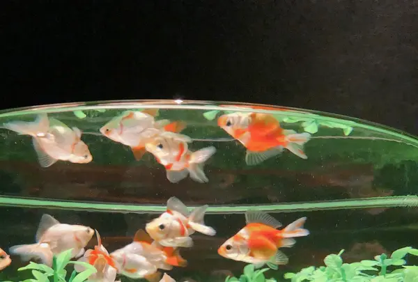 アートアクアリウム美術館の写真・動画_image_856892