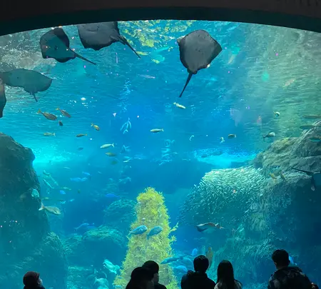 新江ノ島水族館の写真・動画_image_866844