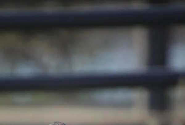 花島公園の写真・動画_image_868762