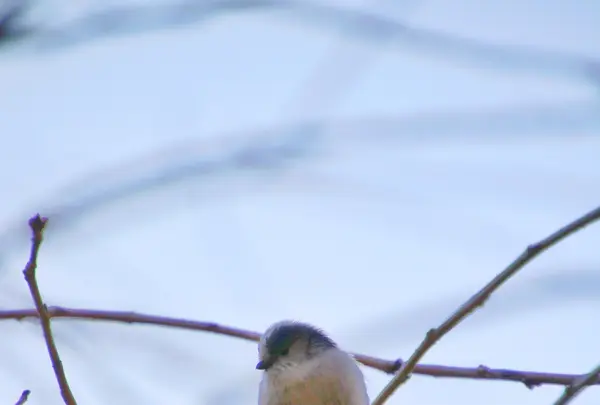 花島公園の写真・動画_image_868763