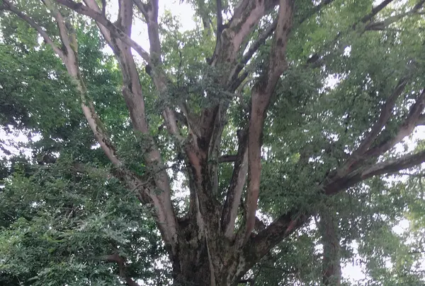 石坐神社の写真・動画_image_871670