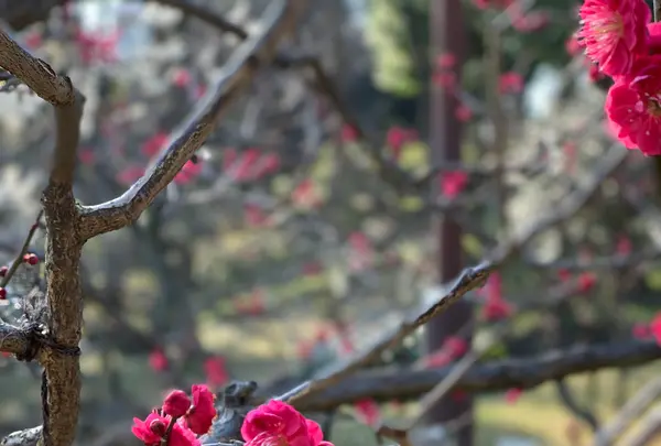 銀世界の梅の写真・動画_image_874858