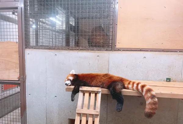 京都市動物園の写真・動画_image_875732