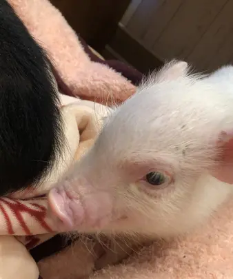 小動物園 HARRY PIGGYの写真・動画_image_877732