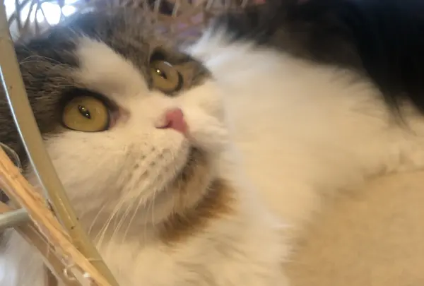 猫カフェモカラウンジ 池袋東口店の写真・動画_image_878098
