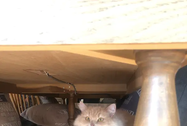 猫カフェモカラウンジ 池袋東口店の写真・動画_image_878101