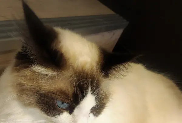 猫カフェモカラウンジ 池袋東口店の写真・動画_image_878102