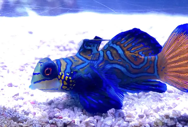 すみだ水族館の写真・動画_image_878262