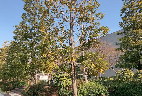 ギンザ シックス（GINZA SIX）の写真・動画_image_878278