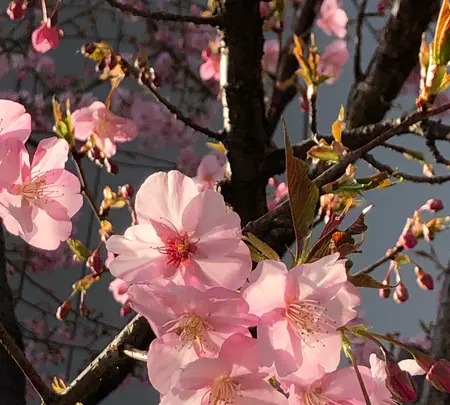 ギンザ シックス（GINZA SIX）の写真・動画_image_878280