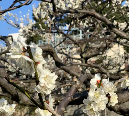 銀世界の梅の写真・動画_image_881140