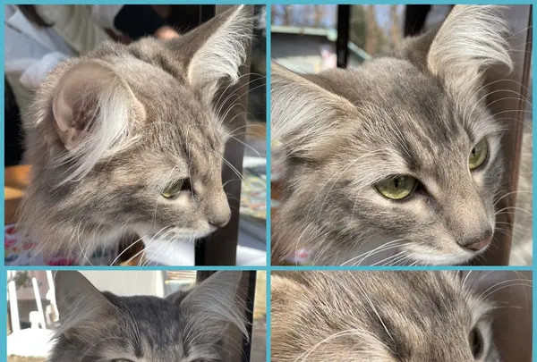 馬場氷川神社の写真・動画_image_883733