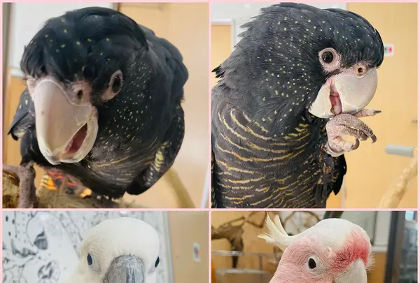鳥の遊び場 鳥楽園の写真・動画_image_883746