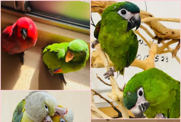 鳥の遊び場 鳥楽園の写真・動画_image_883747