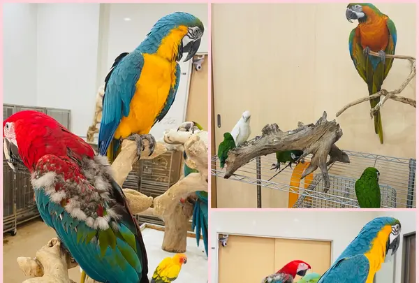 鳥の遊び場 鳥楽園の写真・動画_image_883748
