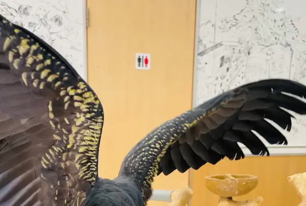 鳥の遊び場 鳥楽園の写真・動画_image_883749
