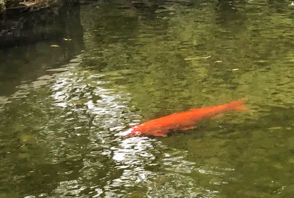 好古園の写真・動画_image_886960