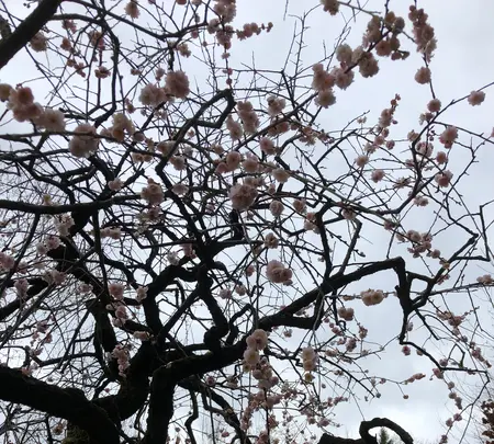 好古園の写真・動画_image_886961