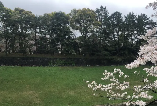 千鳥ヶ淵緑道の写真・動画_image_898058