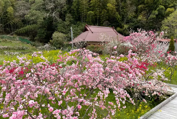 しだれ桃の里の写真・動画_image_898082