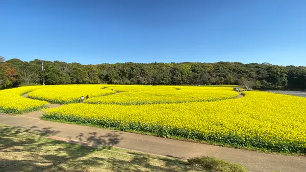 展海峰の写真・動画_image_899811