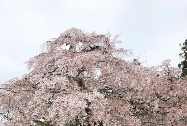 醍醐寺の写真・動画_image_901146