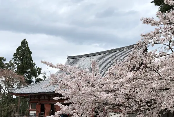 醍醐寺の写真・動画_image_901147