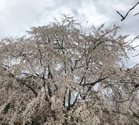 醍醐寺の写真・動画_image_901148