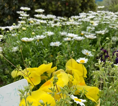 蒔田公園の写真・動画_image_901205