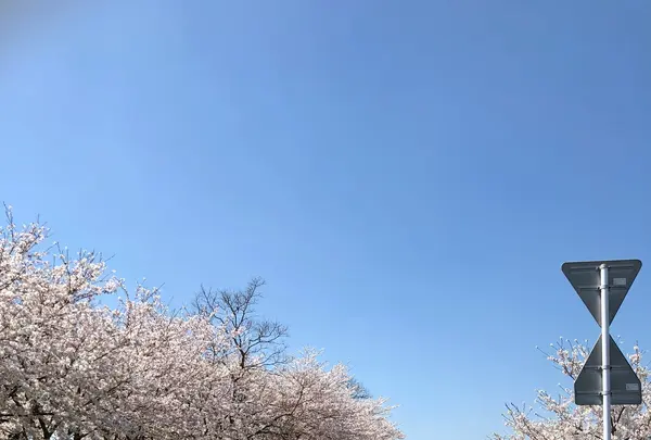 大貞公園の写真・動画_image_901220