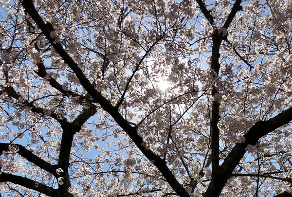 大貞公園の写真・動画_image_901221